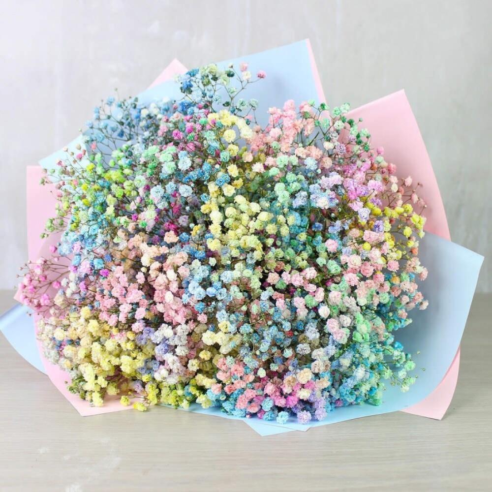 Rainbow Gypsophilla